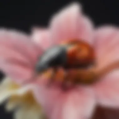 Close-up of a flower bug on a vibrant petal