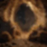 A close-up view of underground bee nests