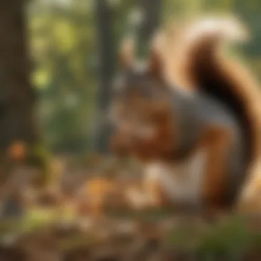 Understanding Squirrel Behavior and Feeding Habits Visual representation of squirrel behavior and feeding habits