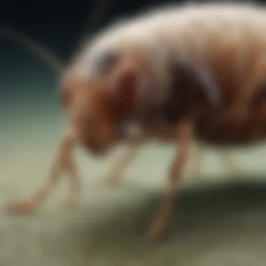 Close-up of a flea on pet fur