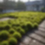 Lush green moss covering a rooftop