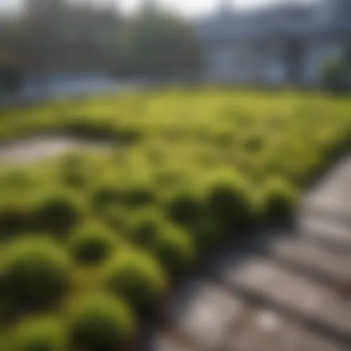Lush green moss covering a rooftop