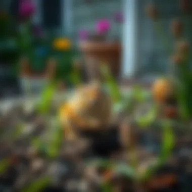 Damage caused by ground squirrels in a garden