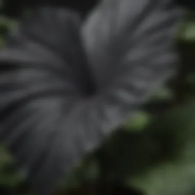 Close-up of the striking foliage of black elephant ear plants