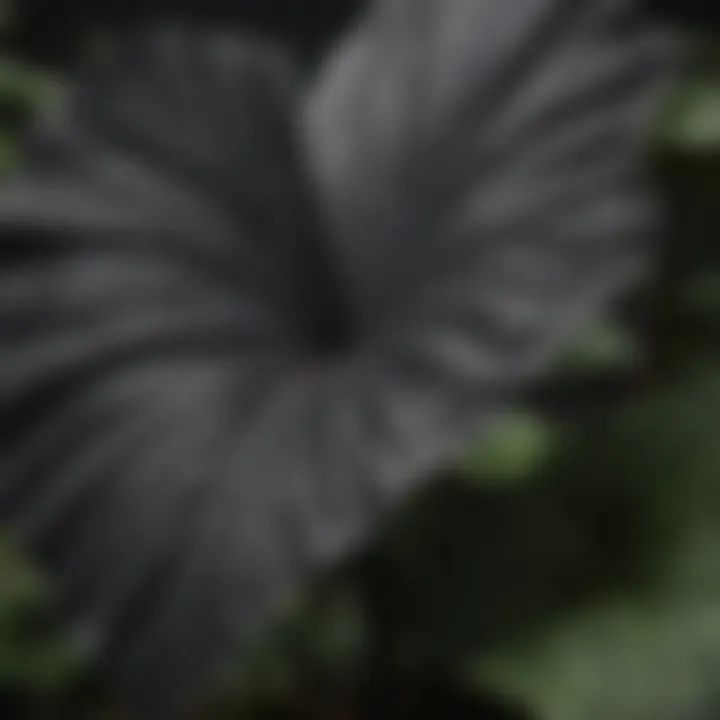 Close-up of the striking foliage of black elephant ear plants