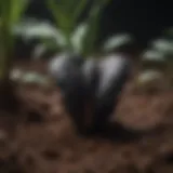 Vibrant black elephant ear plant bulb nestled in rich soil