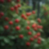 Vibrant red berries on a lush green bush