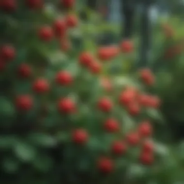 Vibrant red berries on a lush green bush