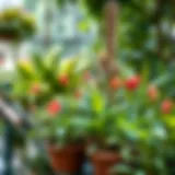 Exploring Climate Zones for Optimal Growing Introduction