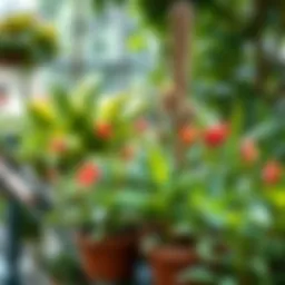 Exploring Climate Zones for Optimal Growing Introduction