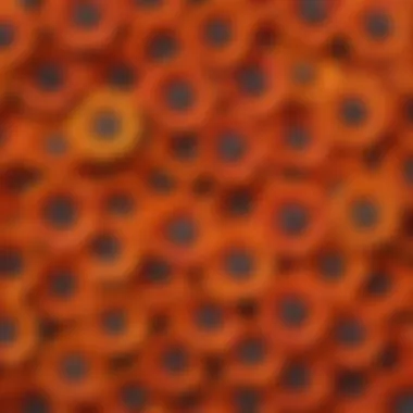 Unique Patterns of Exotic Zinnia Seeds Close-up of exotic zinnia seeds showcasing unique patterns and colors