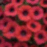 Close-up of vibrant Queen of Hearts petunia blooms showcasing their unique color pattern