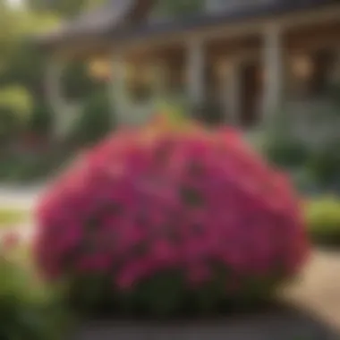 A well-maintained garden featuring Queen of Hearts petunias in a colorful landscape