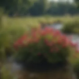 Vibrant shrubs flourishing in a wetland area