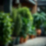 Exploring Tall Bushy Plants: A Comprehensive Guide Introduction