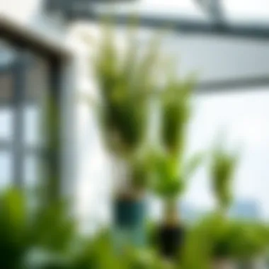 Exploring Tall Bushy Plants: A Comprehensive Guide Summary Exploring Tall Bushy Plants: A Comprehensive Guide Summary