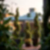 Exploring Tall Outdoor Planters for Trees Introduction