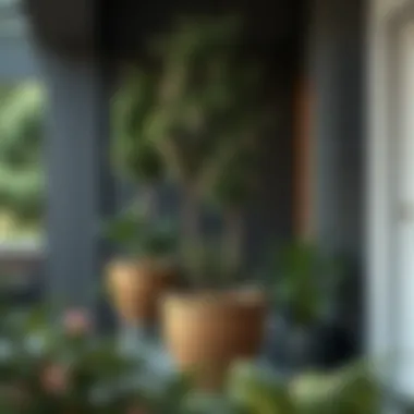 Exploring Tall Outdoor Planters for Trees Summary Exploring Tall Outdoor Planters for Trees Summary