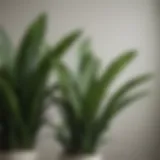 Lush green snake plant leaves against a minimalist backdrop