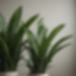 Lush green snake plant leaves against a minimalist backdrop
