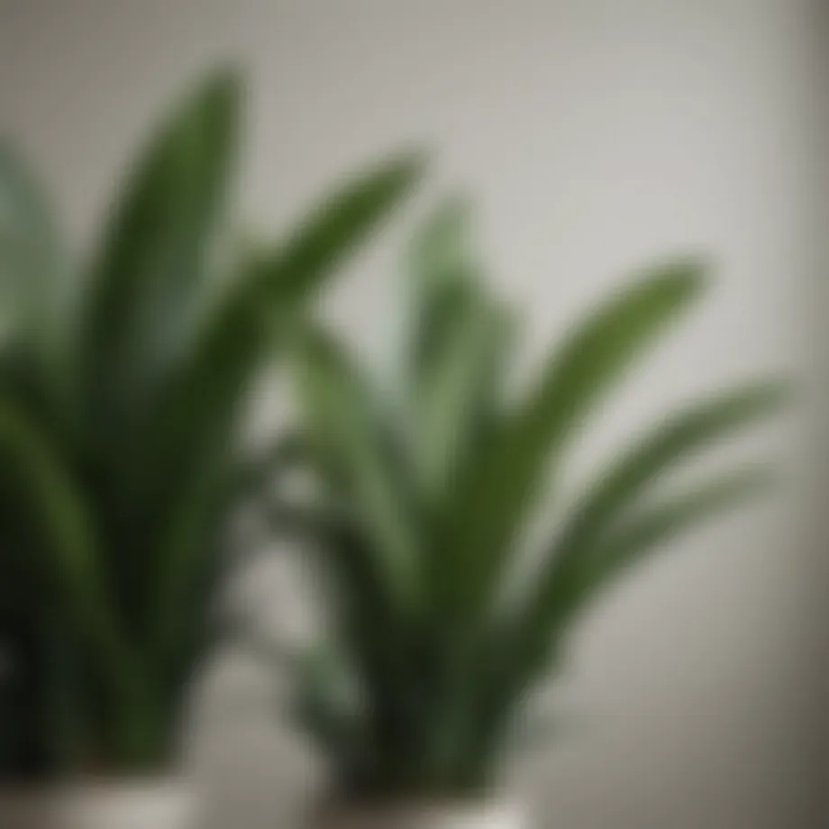 Lush green snake plant leaves against a minimalist backdrop