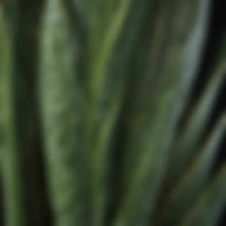 Close-up of the unique leaf patterns of a snake plant