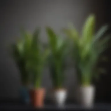 Diverse Varieties of Snake Plants A collection of different varieties of snake plants