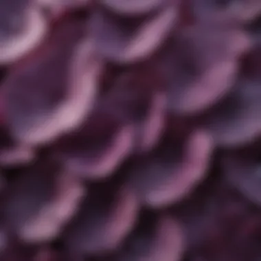 Close-Up of Purple Rose Petals Close-up of purple rose petals glistening with morning dew