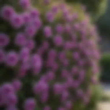 Diverse Varieties of Purple Climbing Roses Variety of purple climbing roses displayed in a garden setting