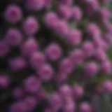 Vibrant purple climbing rose bush in full bloom