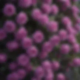 Vibrant purple climbing rose bush in full bloom
