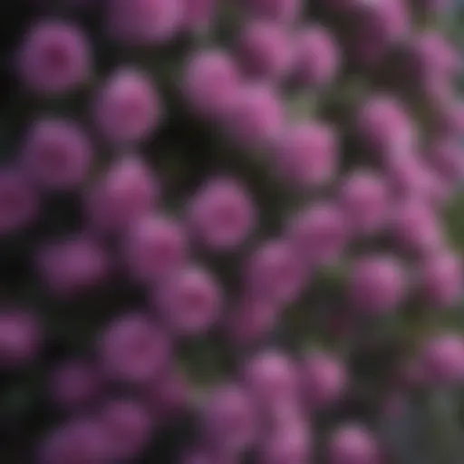 Vibrant purple climbing rose bush in full bloom