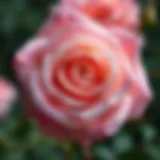 Close-up of a blooming scented garden rose showcasing its intricate petals.