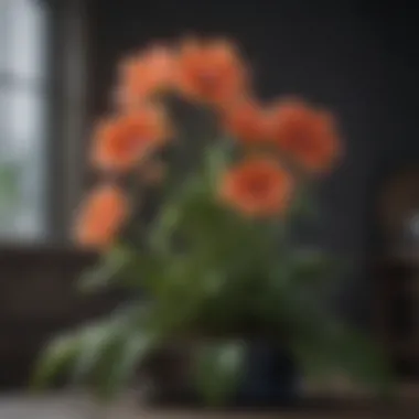 Beautiful Flowering Plant A beautiful flowering plant perfect for special occasions