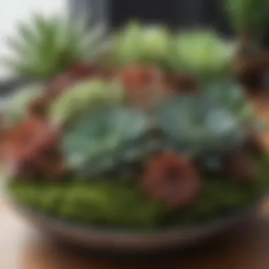 An arrangement of succulent plants showcasing diversity
