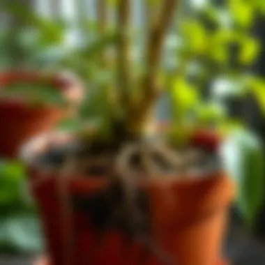 Healthy Fruit Tree Roots in a Pot A close-up of healthy fruit tree roots in a pot