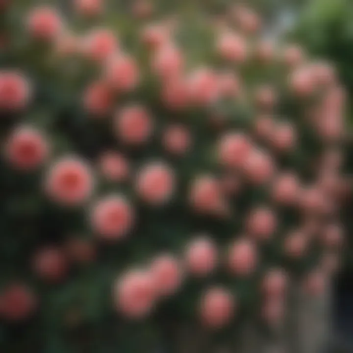 A selection of healthy climbing roses available at a reputable nursery, emphasizing quality sourcing