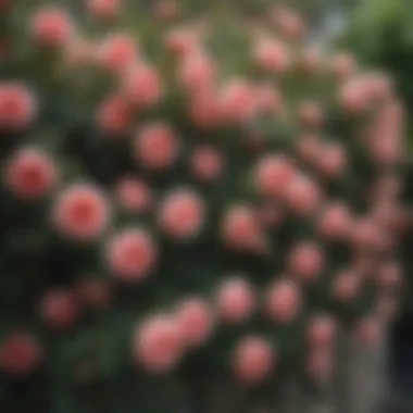 Quality Climbing Roses at Reputable Nurseries A selection of healthy climbing roses available at a reputable nursery, emphasizing quality sourcing