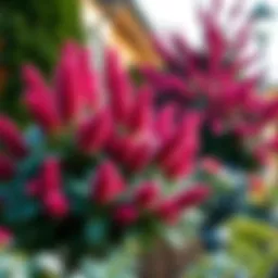 Fast Growing Blooming Shrubs: A Comprehensive Guide Introduction