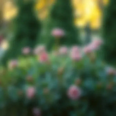 Fast Growing Blooming Shrubs: A Comprehensive Guide Summary