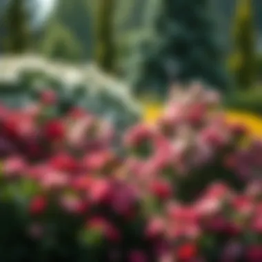 Beautiful Arrangement of Flowering Shrubs A selection of flowering shrubs arranged beautifully in a landscape