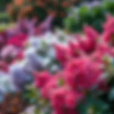 A Lush Display of Flowering Shrubs Vibrant flowering shrubs in a lush garden setting