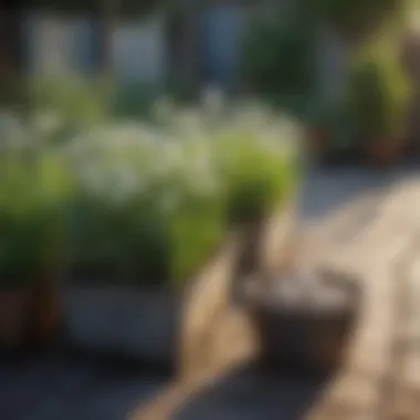 Containers arranged on a patio with garlic plants growing lush and green.