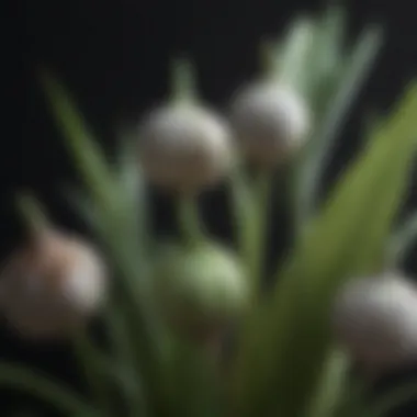 Close-up view of garlic leaves with signs of pest damage.