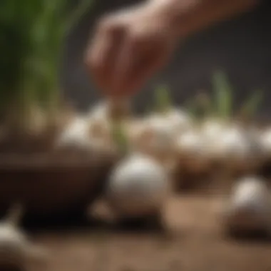 Selecting the Right Garlic Bulbs A selection of garlic bulbs ready for planting in containers.