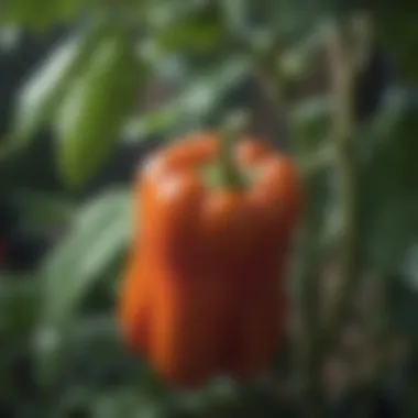 Close-up of a pepper plant with vibrant peppers ready for harvest