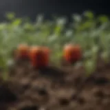 Vibrant pepper seedlings emerging from the soil