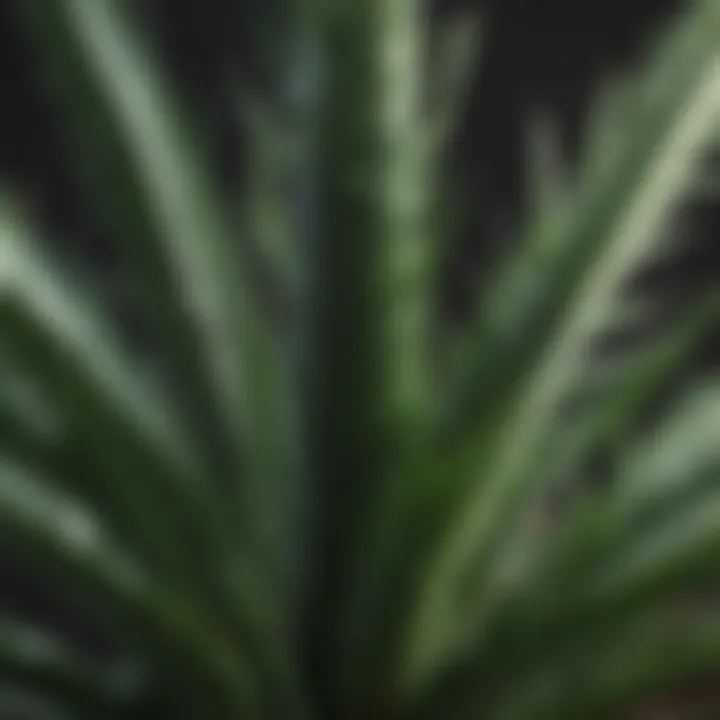 Close-up of aloe vera leaves with rich gel inside