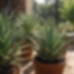 Lush aloe vera plants thriving in a garden