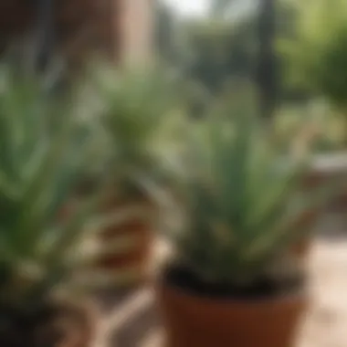Thriving Aloe Vera Plants Lush aloe vera plants thriving in a garden